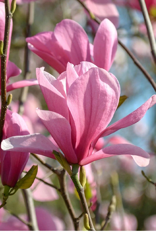 Galaxy Magnolia (Tulip Tree) - 7 Gallon Pot (6') 7 Galaxy Magnolia (Tulip Tree) - 7 Gallon Pot (6') - Image 7
