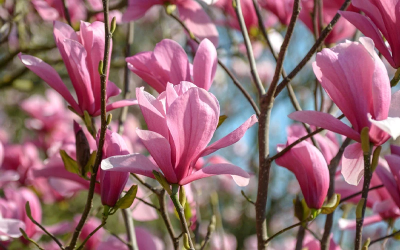 Galaxy Magnolia (Tulip Tree) - 7 Gallon Pot (6') 6 Galaxy Magnolia (Tulip Tree) - 7 Gallon Pot (6') - Image 6