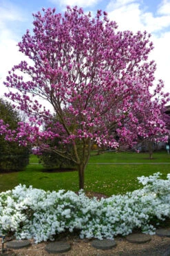 Galaxy Magnolia (Tulip Tree) - 7 Gallon Pot (6')