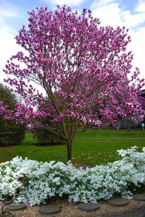 Galaxy Magnolia (Tulip Tree) - 7 Gallon Pot (6') 1 Galaxy Magnolia (Tulip Tree) - 7 Gallon Pot (6')