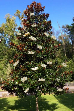 Brackens Brown Beauty Magnolia - 3 Gallon Pot -Wilson Bros Gardens magnolia grandiflora brackens brown beauty 12 1