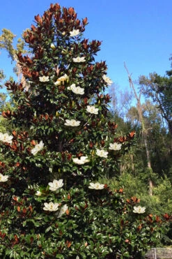 Brackens Brown Beauty Magnolia (Single Trunk Tree Form) - 3 Gallon Pot -Wilson Bros Gardens magnolia grandiflora brackens brown beauty 13