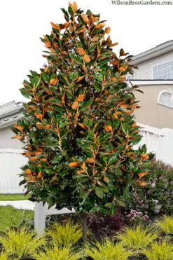 Brackens Brown Beauty Magnolia (Single Trunk Tree Form) - 3 Gallon Pot -Wilson Bros Gardens magnolia grandiflora brackens brown beauty tree form 1
