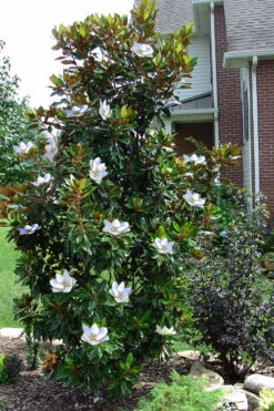 Little Gem Dwarf Southern Magnolia - 1 Gallon Pot