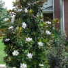 Little Gem Dwarf Southern Magnolia - 3 Gallon Pot (3-4')