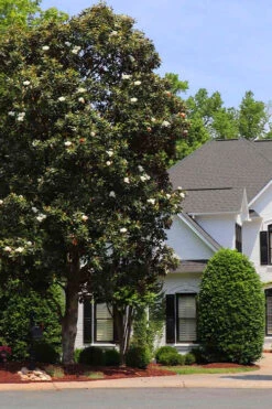 Southern Magnolia Tree (Single Trunk Tree Form) - 5 Gallon Pot -Wilson Bros Gardens magnolia grandiflora single trunk southern magnolia tree 1