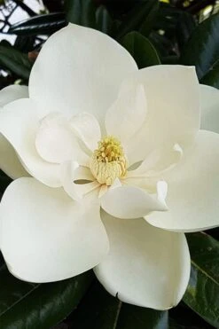 Southern Magnolia Tree - 5 Gallon Pot 11 Southern Magnolia Tree - 5 Gallon Pot -Wilson Bros Gardens magnolia grandiflora southern magnolia 1