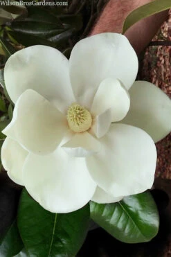Southern Magnolia Tree (Single Trunk Tree Form) - 5 Gallon Pot -Wilson Bros Gardens magnolia grandiflora southern magnolia 2 1