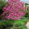Jane Magnolia Tulip Tree (Single Trunk) - 7 Gallon Pot