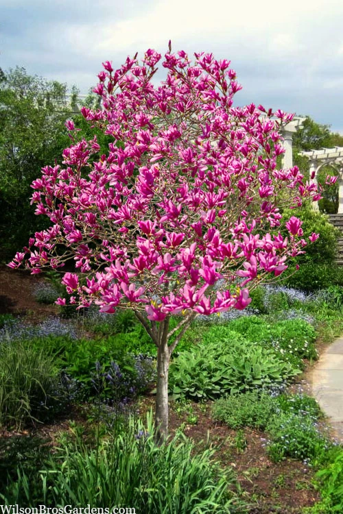 Jane Magnolia Tulip Tree (Single Trunk) - 7 Gallon Pot 1 Jane Magnolia Tulip Tree (Single Trunk) - 7 Gallon Pot
