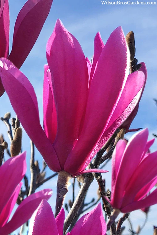 Jane Magnolia Tulip Tree - 6 Pack Of 1 Gallon Pots 1 Jane Magnolia Tulip Tree - 6 Pack Of 1 Gallon Pots