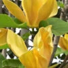 Judy Zuk Yellow Magnolia (Tulip Tree) - 5 Gallon Pot