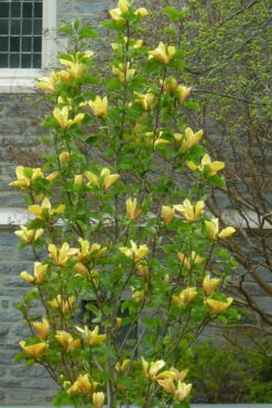 Judy Zuk Yellow Magnolia (Tulip Tree) - 3 Gallon Pot -Wilson Bros Gardens magnolia judy zuk yellow tulip tree 7 1