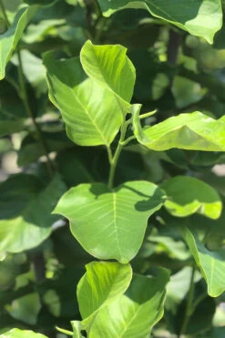 Judy Zuk Yellow Magnolia (Tulip Tree) - 3 Gallon Pot -Wilson Bros Gardens magnolia judy zuk yellow tulip tree 8 3