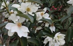 Eternal Spring Magnolia (Single Trunk Tree Form) - 7 Gallon Pot 9 Eternal Spring Magnolia (Single Trunk Tree Form) - 7 Gallon Pot -Wilson Bros Gardens magnolia laevifolia x20m maudiae20 eternal spring 7 2