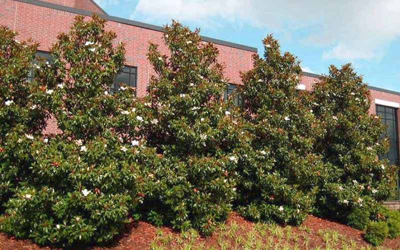 Kay Parris Southern Magnolia - 2 Gallon Pot 6 Kay Parris Southern Magnolia - 2 Gallon Pot - Image 6