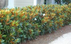 Little Gem Dwarf Southern Magnolia - 1 Gallon Pot -Wilson Bros Gardens magnolia little gem 12 2