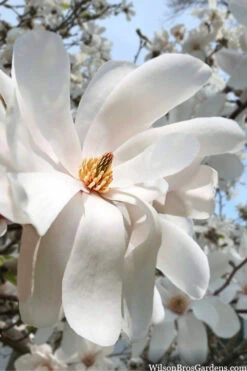 Dr. Merrill Magnolia Tree - 1 Gallon Pot -Wilson Bros Gardens magnolia loebneri dr merrill 10