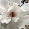 Dr. Merrill Magnolia Tree - 3 Gallon Pot