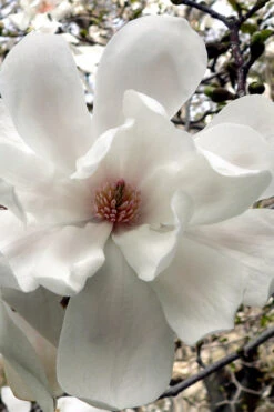 Dr. Merrill Magnolia Tree - 3 Gallon Pot