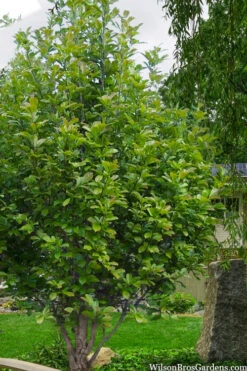 Dr. Merrill Magnolia Tree - 1 Gallon Pot -Wilson Bros Gardens magnolia loebneri dr merrill 12