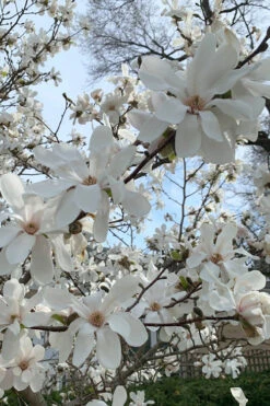 Dr. Merrill Magnolia Tree - 3 Gallon Pot -Wilson Bros Gardens magnolia loebneri dr merrill 2 1