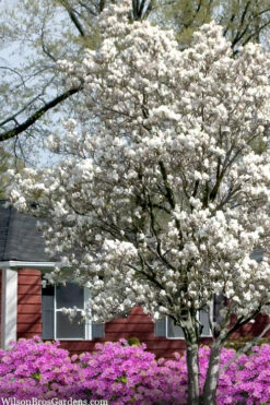 Dr. Merrill Magnolia Tree - 3 Gallon Pot -Wilson Bros Gardens magnolia loebneri dr merrill 4 1