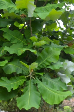 Ashe's Dwarf Bigleaf Magnolia - 3 Gallon Pot -Wilson Bros Gardens magnolia macrophylla ashei dwarf bigleaf 3