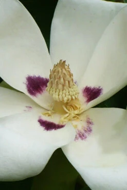 Ashe's Dwarf Bigleaf Magnolia - 3 Gallon Pot -Wilson Bros Gardens magnolia macrophylla ashei dwarf bigleaf 4