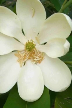 Moonglow Sweetbay Magnolia Tree (Magnolia Virginiana 'Jim Wilson') - 1 Gallon Pot -Wilson Bros Gardens magnolia moonglow sweetbay flower 6