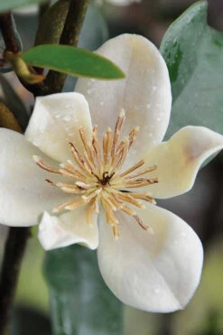 Serendipity Banana Shrub (Magnolia Figo) - 1 Gallon Pot