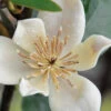Serendipity Banana Shrub (Magnolia Figo) - 7 Gallon Pot