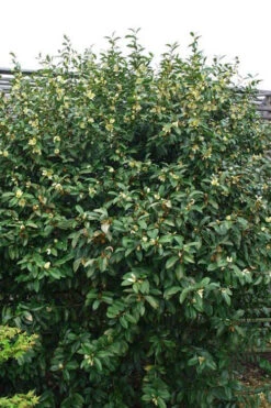 Serendipity Banana Shrub (Magnolia Figo) - 7 Gallon Pot -Wilson Bros Gardens magnolia serendipity banana shrub 2 2