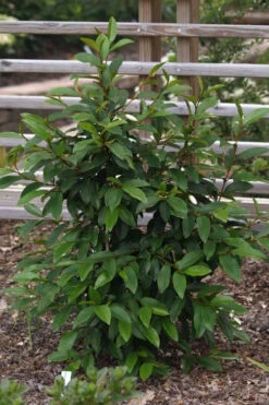 Serendipity Banana Shrub (Magnolia Figo) - 1 Gallon Pot -Wilson Bros Gardens magnolia serendipity banana shrub 3 1