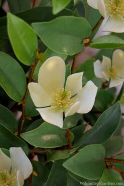 Serendipity Banana Shrub (Magnolia Figo) - 7 Gallon Pot -Wilson Bros Gardens magnolia serendipity banana shrub 4 2
