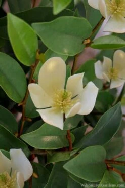 Serendipity Banana Shrub (Magnolia Figo) - 5 Gallon Pot -Wilson Bros Gardens magnolia serendipity banana shrub 4
