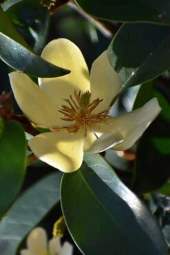 Serendipity Magnolia - Single Trunk Tree Form (Banana Shrub) - 7 Gallon Pot (5-6') -Wilson Bros Gardens magnolia serendipity banana shrub 6