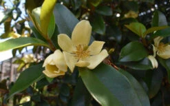 Serendipity Magnolia - Single Trunk Tree Form (Banana Shrub) - 7 Gallon Pot (5-6') -Wilson Bros Gardens magnolia serendipity banana shrub 7