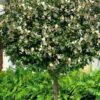 Serendipity Magnolia - Single Trunk Tree Form (Banana Shrub) - 7 Gallon Pot (5-6')