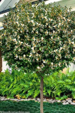 Serendipity Magnolia - Single Trunk Tree Form (Banana Shrub) - 7 Gallon Pot (5-6')
