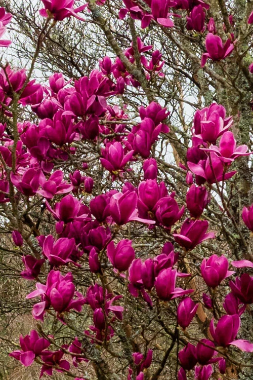 Shirazz Magnolia (Tulip Tree) - 7 Gallon Pot 6 Shirazz Magnolia (Tulip Tree) - 7 Gallon Pot - Image 6