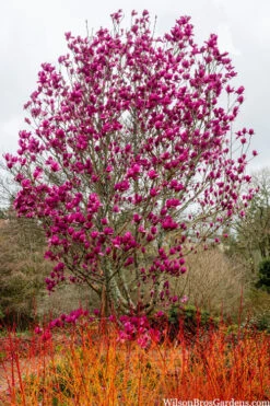 Shirazz Magnolia (Tulip Tree) - 7 Gallon Pot 12 Shirazz Magnolia (Tulip Tree) - 7 Gallon Pot -Wilson Bros Gardens magnolia shirazz tulip tree 3