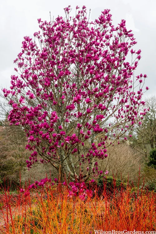 Shirazz Magnolia (Tulip Tree) - 7 Gallon Pot 4 Shirazz Magnolia (Tulip Tree) - 7 Gallon Pot - Image 4