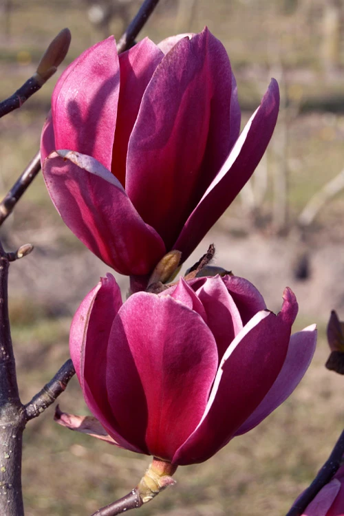 Shirazz Magnolia (Tulip Tree) - 7 Gallon Pot 7 Shirazz Magnolia (Tulip Tree) - 7 Gallon Pot - Image 7