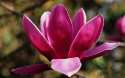 Shirazz Magnolia (Tulip Tree) - 7 Gallon Pot 16 Shirazz Magnolia (Tulip Tree) - 7 Gallon Pot -Wilson Bros Gardens magnolia shirazz tulip tree 7