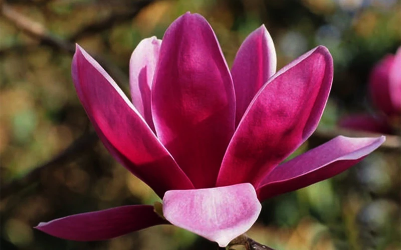 Shirazz Magnolia (Tulip Tree) - 7 Gallon Pot 8 Shirazz Magnolia (Tulip Tree) - 7 Gallon Pot - Image 8