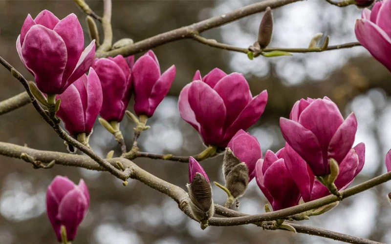 Shirazz Magnolia (Tulip Tree) - 7 Gallon Pot 9 Shirazz Magnolia (Tulip Tree) - 7 Gallon Pot - Image 9