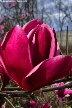 Shirazz Magnolia (Tulip Tree) - 7 Gallon Pot