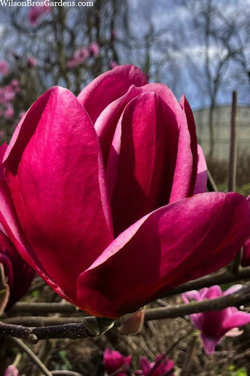 Shirazz Magnolia (Tulip Tree) - 7 Gallon Pot 1 Shirazz Magnolia (Tulip Tree) - 7 Gallon Pot