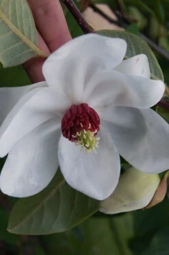 Oyama Magnolia - 7 Gallon Pot (4-5') 9 Oyama Magnolia - 7 Gallon Pot (4-5') -Wilson Bros Gardens magnolia sieboldii oyama korean mountain magnolia tree 12 1